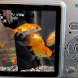 Meet your Posher, Kizomi